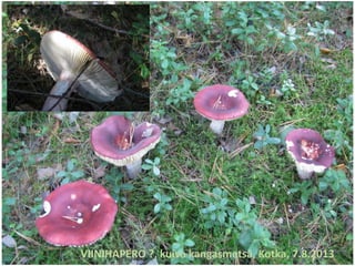 VIINIHAPERO ?, kuiva kangasmetsä, Kotka, 7.8.2013
 