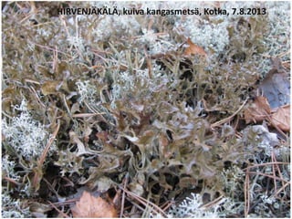 HIRVENJÄKÄLÄ, kuiva kangasmetsä, Kotka, 7.8.2013
 