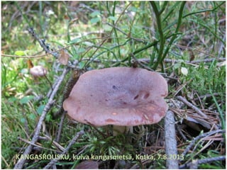 KANGASROUSKU, kuiva kangasmetsä, Kotka, 7.8.2013
 