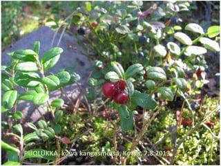 PUOLUKKA, kuiva kangasmetsä, Kotka, 7.8.2013
 