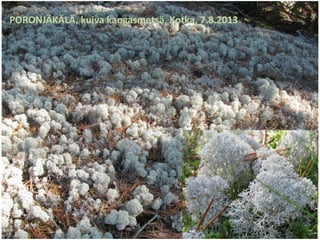 PORONJÄKÄLÄ, kuiva kangasmetsä, Kotka, 7.8.2013
 