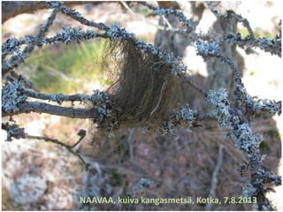 NAAVAA, kuiva kangasmetsä, Kotka, 7.8.2013
 