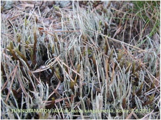 TUNNISTAMATON JÄKÄLÄ, kuiva kangasmetsä, Kotka, 7.8.2013
 
