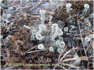 TORVIJÄKÄLÄ, kuiva kangasmetsä, Kotka, 7.8.2013
 