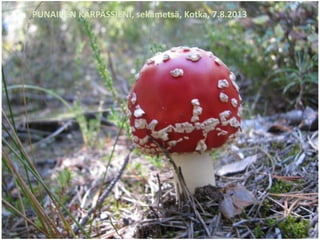 PUNAINEN KÄRPÄSSIENI, sekametsä, Kotka, 7.8.2013
 