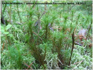 KARHUNSAMMAL?, soinen, kuusivaltainen havumetsä, Kotka, 7.8.2013
 