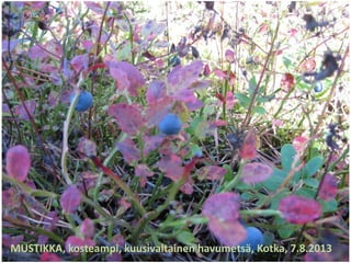 MUSTIKKA, kosteampi, kuusivaltainen havumetsä, Kotka, 7.8.2013
 