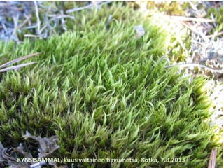 KYNSISAMMAL, kuusivaltainen havumetsä, Kotka, 7.8.2013
 