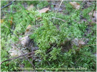 SEINÄSAMMAL, kuusivaltainen havumetsä, Kotka, 7.8.2013
 
