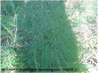 METSÄKORTE, kuusivaltainen havumetsä, Kotka, 7.8.2013
 