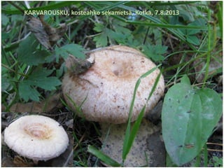 KARVAROUSKU, kosteahko sekametsä, Kotka, 7.8.2013
 