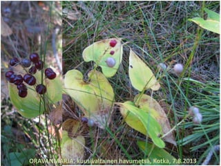 ORAVANMARJA, kuusivaltainen havumetsä, Kotka, 7.8.2013
 