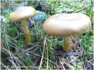 ? SIENI, kuusivaltainen havumetsä, Kotka, 7.8.2013
 