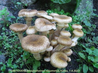 ? KANTOSIENI, kuusivaltainen sekametsä, Kotka, 7.8.2013
 
