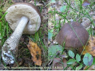 ? TATTI, kuusivaltainen havumetsä, Kotka, 7.8.2013
 