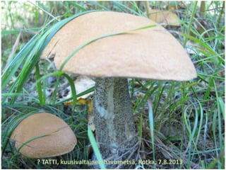? TATTI, kuusivaltainen havumetsä, Kotka, 7.8.2013
 