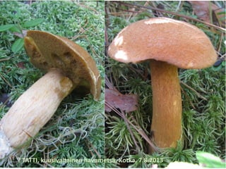 ? TATTI, kuusivaltainen havumetsä, Kotka, 7.8.2013
 