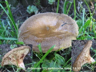 Pulkkosieni ???, metsäojassa, Kotka, 7.8.2013
 