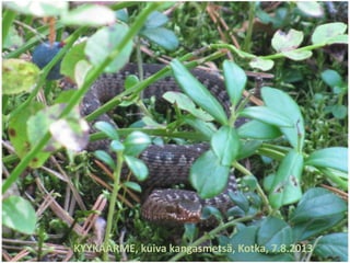 KYYKÄÄRME, kuiva kangasmetsä, Kotka, 7.8.2013
 