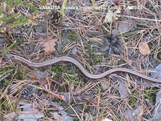 VASKITSA, kuiva kangasmetsä, Kotka, 7.8.2013
 