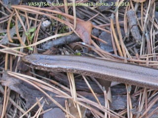VASKITSA, kuiva kangasmetsä, Kotka, 7.8.2013
 