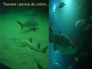 Taurons i peixos de colors ... 