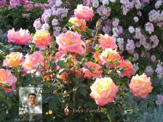 Enya Fairytale
28.05.12 Claudia
 