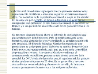 Les hemos utilizado durante siglos para hacer espantosas vivisecciones supuestamente científicas y aún ahora seguimos experimentando con ellos. Por no hablar de la explotación comercial a la que se les somete: los tailandeses, por ejemplo, se niegan a devolver a un centenar de orangutanes que capturaron (o más bien secuestraron) en las selvas de Borneo y a los que utilizan en combates de boxeo para entretener a los turistas.  No tenemos disculpa porque ahora ya sabemos lo que sabemos: que esas criaturas son como nosotros. Pero la inmensa mayoría de los humanos sigue cerrando los ojos y aturdiendo su conciencia ante toda esta atrocidad. El diputado Francisco Garrido ha presentado una proposición no de ley para que el Gobierno se sume al Proyecto Gran Simio (www.proyectogransimio.org), esto es, a una serie de medidas de protección y respeto. Apoyemos a Garrido y exijamos el compromiso de los políticos, porque se trata de una cuestión ética esencial. La ONU acaba de denunciar que, si seguimos así, los grandes simios pueden extinguirse en 25 años. Es un genocidio y nuestros descendientes nos maldecirán y aborrecerán por ello, de la misma manera que nosotros aborrecemos a los antiguos esclavistas.  