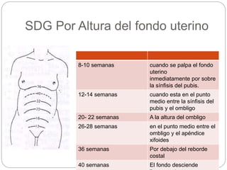 SDG Por Altura del fondo uterino 
8-10 semanas cuando se palpa el fondo 
uterino 
inmediatamente por sobre 
la sínfisis del pubis. 
12-14 semanas cuando esta en el punto 
medio entre la sínfisis del 
pubis y el ombligo 
20- 22 semanas A la altura del ombligo 
26-28 semanas en el punto medio entre el 
ombligo y el apéndice 
xifoides 
36 semanas Por debajo del reborde 
costal 
40 semanas El fondo desciende 
ligeramente 
 