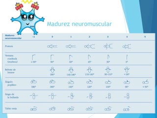 Madurez neuromuscular
 