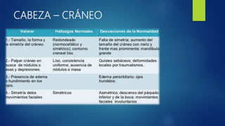 CABEZA – CRÁNEO
 