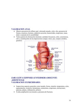 VALORACION ANAL
 •   Observa presencia de esfínter anal, valorando tamaño, color, olor, presencia de
     fisuras, cicatrices, lesiones, salida de secreción, hemorroides, erupciones, masa,
     dolor o aumento de la sensibilidad.
 •   Valora patrón de eliminación intestinal, cantidad, frecuencia, color, consistencia,
     olor y constituyentes de las deposiciones (sangre, moco, pus, cuerpos extraños,
     gusanos)




SARA LEIVA ESPINOZA ENFERMERA DOCENTE-
ASISTENCIAL
VALORACION EXTREMIDADES

 •   Inspecciona aspectos generales como tamaño, forma, simetría, temperatura, color,
     pigmentación, cicatrices, hematomas, contusiones, erupciones, ulceraciones,
     parecías, plejias, inflamación, prótesis.
 •   Evalúa amplitud de movimiento y presencia de fracturas.




                                                                                           18
 