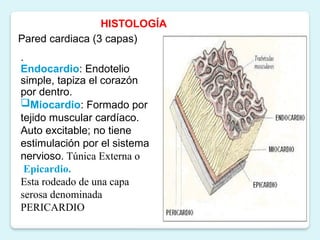 Comprehensive Cardiovascular System Assessment and Nursing Care | PPTX