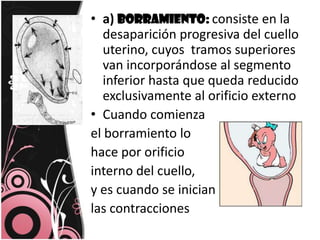 a) Borramiento:consiste en la desaparición progresiva del cuello uterino, cuyos  tramos superiores van incorporándose al segmento inferior hasta que queda reducido exclusivamente al orificio externoCuando comienza el borramiento lo hace por orificio interno del cuello, y es cuando se inician las contracciones
