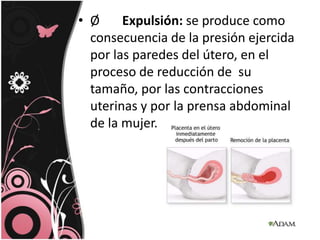 Ø       Expulsión: se produce como consecuencia de la presión ejercida por las paredes del útero, en el proceso de reducción de  su tamaño, por las contracciones uterinas y por la prensa abdominal de la mujer.