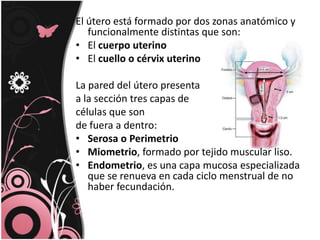 El útero está formado por dos zonas anatómico y funcionalmente distintas que son:El cuerpo uterinoEl cuello o cérvix uterinoLa pared del útero presenta a la sección tres capas de células que son de fuera a dentro:Serosa oPerimetrioMiometrio, formado por tejido muscular liso. Endometrio, es una capa mucosa especializada que se renueva en cada ciclo menstrual de no haber fecundación. 