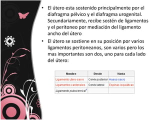 El útero esta sostenido principalmente por el diafragma pélvico y el diafragma urogenital. Secundariamente, recibe sostén de ligamentos y el peritoneo por mediación del ligamento ancho del úteroEl útero se sostiene en su posición por varios ligamentos peritoneanos, son varios pero los mas importantes son dos, uno para cada lado del útero: