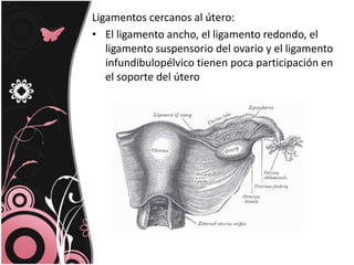 Ligamentos cercanos al útero:El ligamento ancho, el ligamento redondo, el ligamento suspensorio del ovario y el ligamento infundibulopélvico tienen poca participación en el soporte del útero
