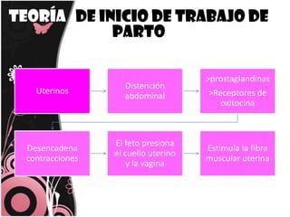 Teoría   de inicio de trabajo de parto 