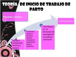 Teoría   de inicio de trabajo de parto ContraccionesPlacenta y anexos