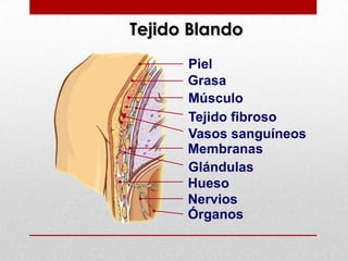 Ayuda a regular la temperatura corporal