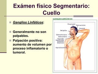 Exámen físico Segmentario:
Cuello
 Ganglios Linfáticos:
 Generalmente no son
palpables.
 Palpación positiva:
aumento de volumen por
proceso inflamatorio o
tumoral.
 