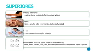 SUPERIORES
Brazos y antebrazos:
• explorar: forma, posición, trofismo muscular y óseo.
Manos:
• forma , tamaño, color , movimientos, trofismo y humedad.
Dedos:
• forma, color, movilidad activa y pasiva.
Articulaciones: (hombros, codos, muñecas, interfalangicas):
actitud, forma, tamaño, color, calor, fluctuación, bolsa sinovial, movimientos activos y pasivos.
 
