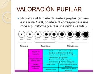 Valoracion neurologica (wecompress.com) | PPTX