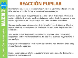 VALORACIÓNSECUNDARIA
Normalmente las pupilas se contraen al estímulo de la luz (PIRRL) esto con el fin de
dejar ingresar al interior del ojo la luz necesaria para poder ver.
Si ambas pupilas están más grandes de lo normal > 5mm de diámetro (Midriasis o
pupilas midriáticas), la lesión o enfermedad puede indicar shock, hemorragia severa,
hipoxia, agotamiento por calor, o drogas tales como cocaína o anfetaminas.
Si ambas pupilas están más pequeñas de lo normal < 2 mm de diámetro (Miosis o
pupilas mioticas), la causa puede ser una insolación o el uso de drogas tales como
narcóticos.
Si las pupilas no son de igual tamaño (diferencia mayor de 1 mm “anisocoria”),
sospeche de un trauma craneo encefalico del lado de la pupila de mayor tamaño o
una parálisis.
Las pupilas normales (entre 5 mm y 2 mm de diámetro) y sin diferencia entre una y
otra son llamadas isocoricas.
Si estas no son reactivas a la luz se puede tener una fuerte sospecha de muerte en
el paciente, muerte cerebral.
 