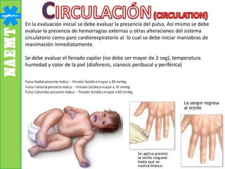 En la evaluación inicial se debe evaluar la presencia del pulso, Así mismo se debe
evaluar la presencia de hemorragias externas u otras alteraciones del sistema
circulatorio como paro cardiorespiratorio al lo cual se debe iniciar maniobras de
reanimación inmediatamente.
Se debe evaluar el llenado capilar (no debe ser mayor de 2 seg), temperatura
humedad y color de la piel (diaforesis, cianosis peribucal y periférica)
 