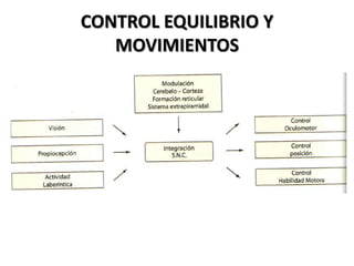 CONTROL EQUILIBRIO Y
   MOVIMIENTOS
 