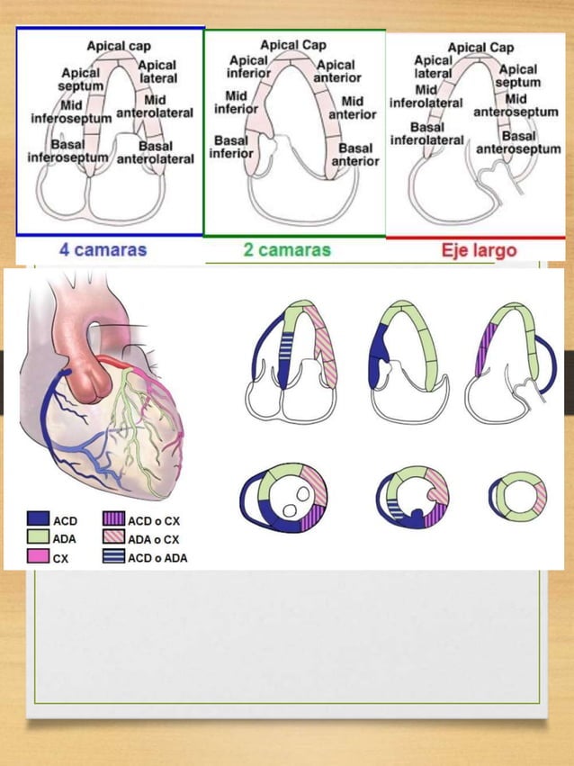 Valores Normales en Ecocardiograma