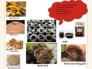 Shock Paddy Roots Valorization of Agro-Industrial Waste.pptx