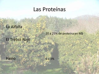 Las Proteínas

La Alfalfa
                     20 a 25% de proteína en MS
El Trébol Rojo



Heno                 6 a 9%
 